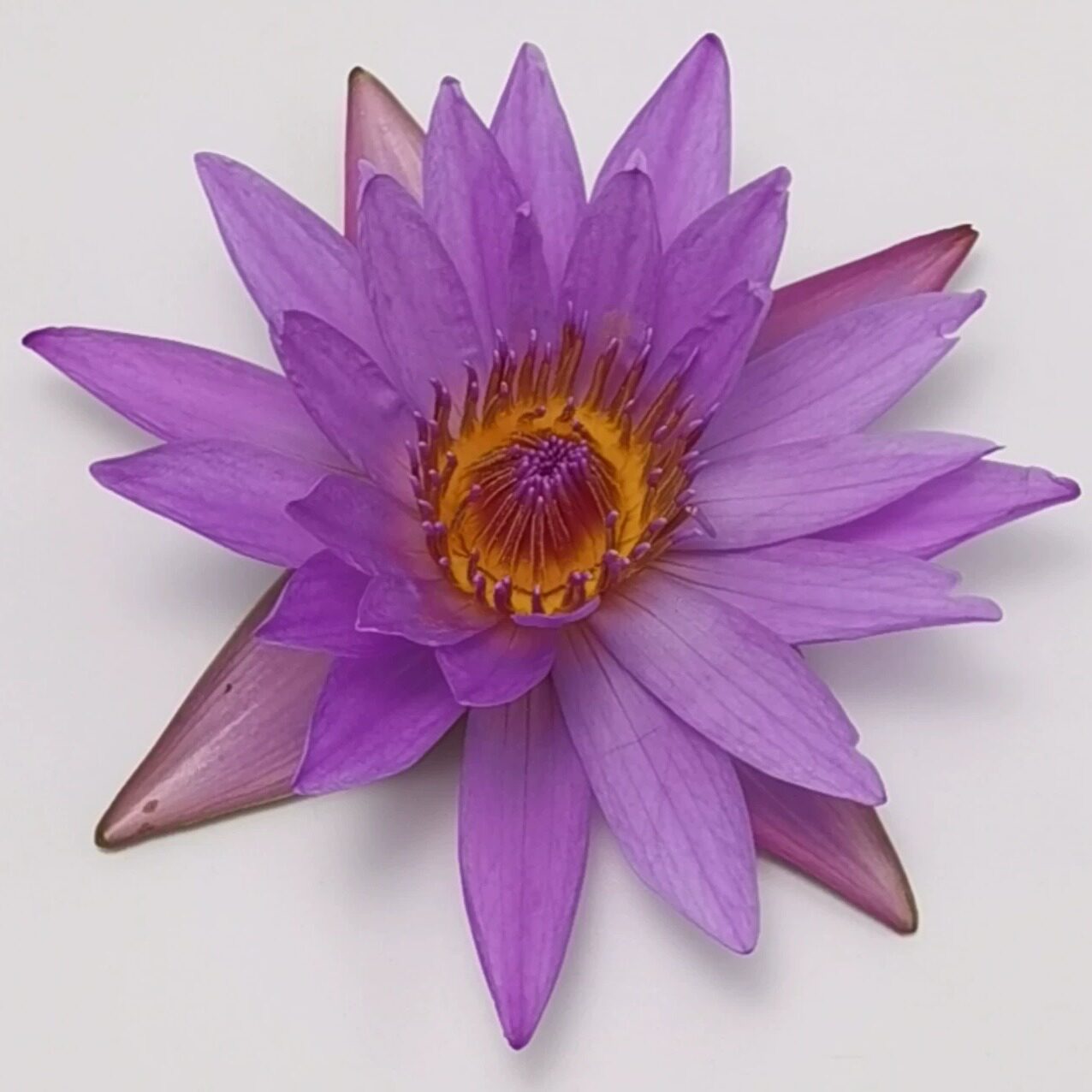 森镜时光蓝莲花基地植物纯露芳香原料工作室