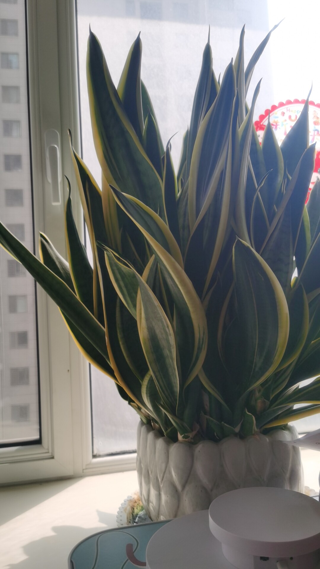 榴棠精配