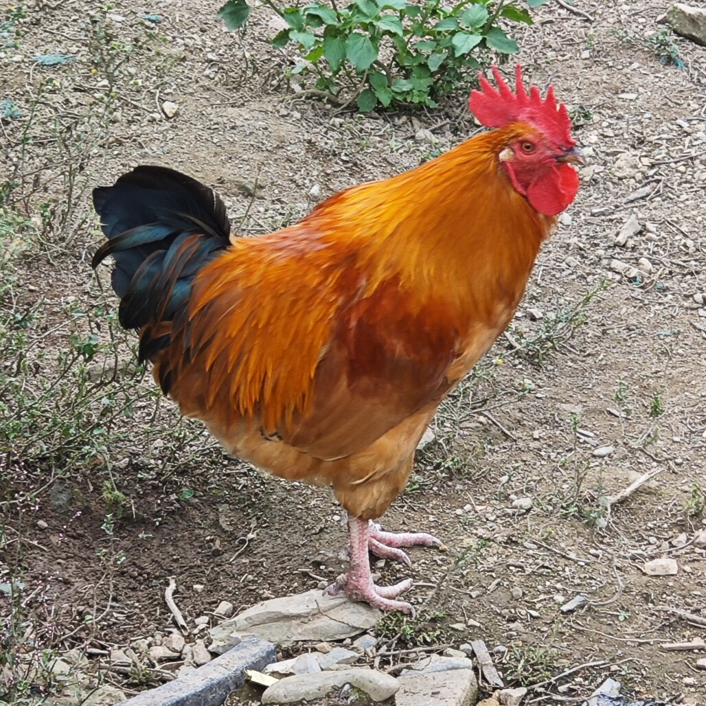 晓晓农家乐