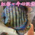 虹彩牛心汉堡丰年虾