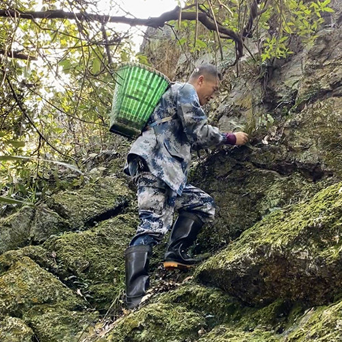湘野百草