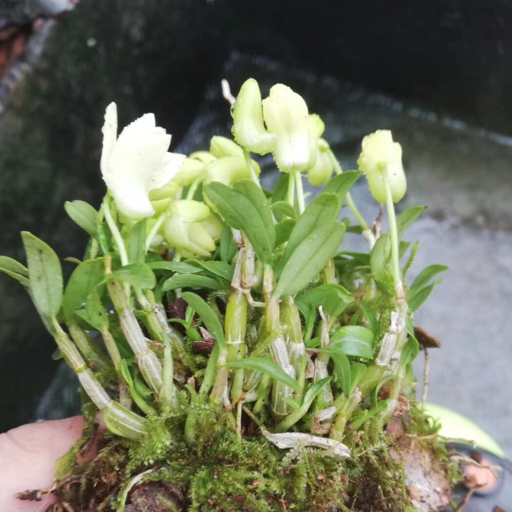 石斛仙草之家