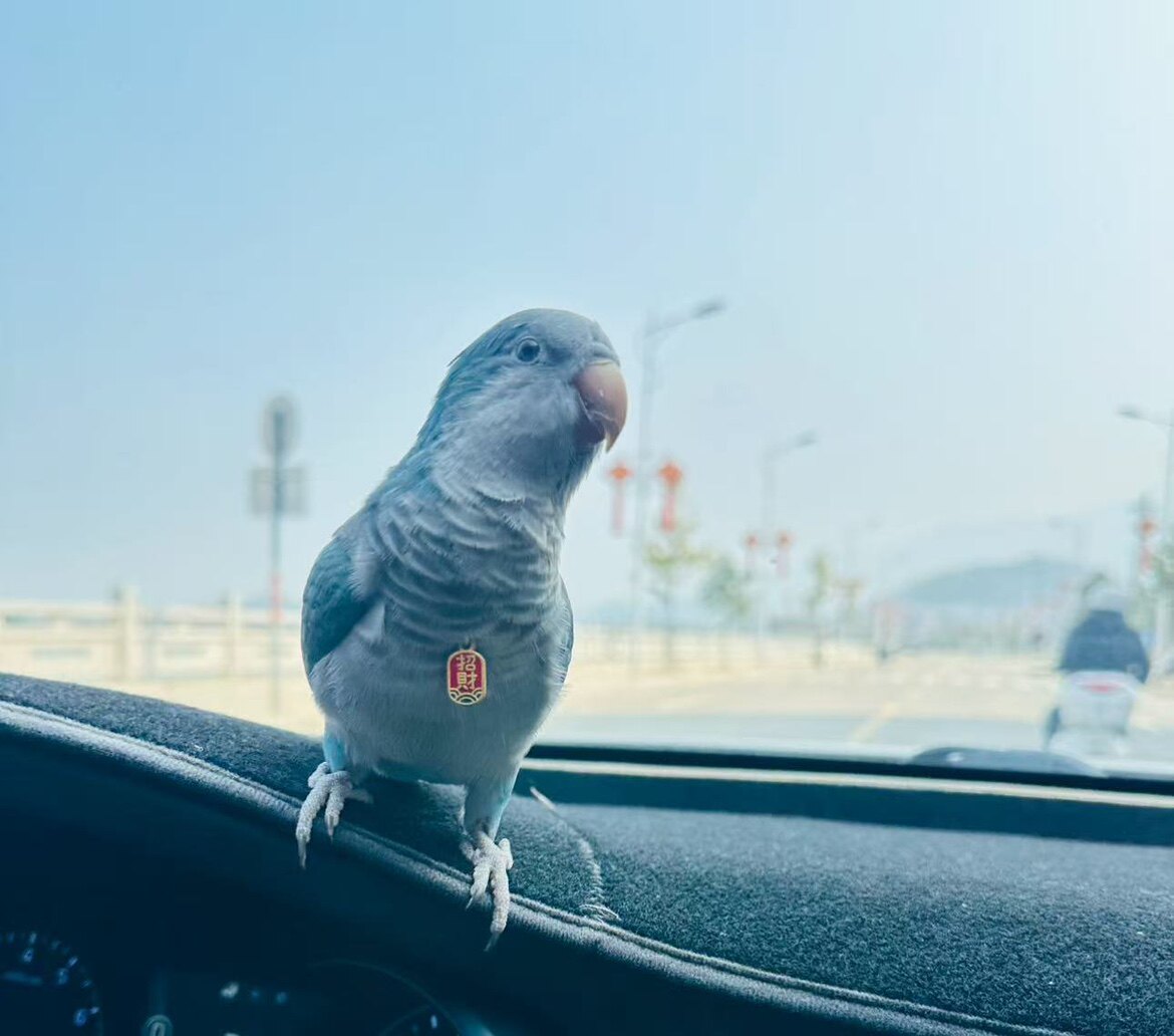 鹦宠部落