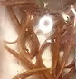 健康鱼苗