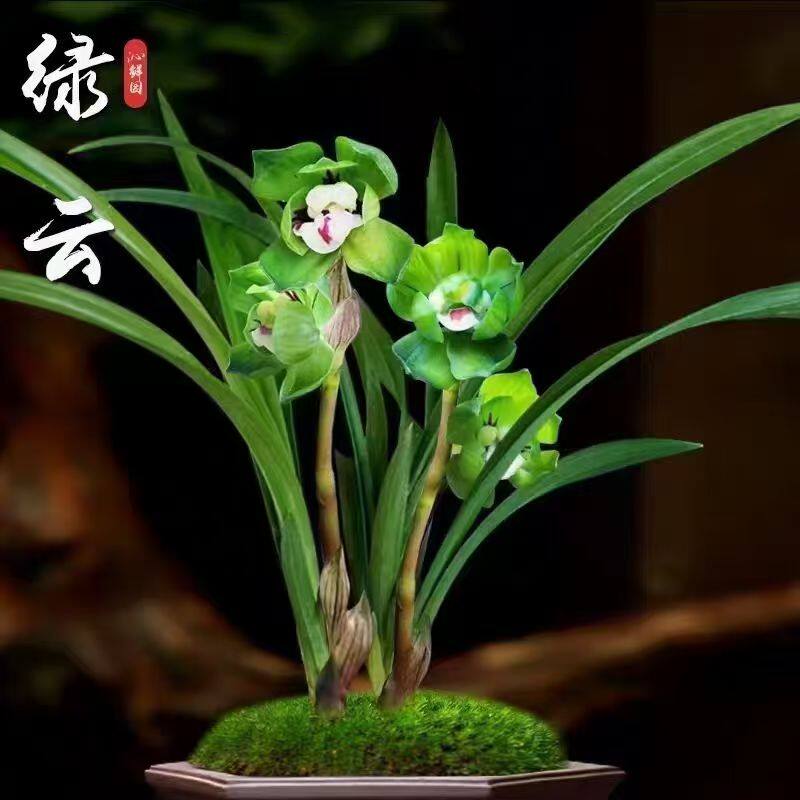 云南小王品种兰花店