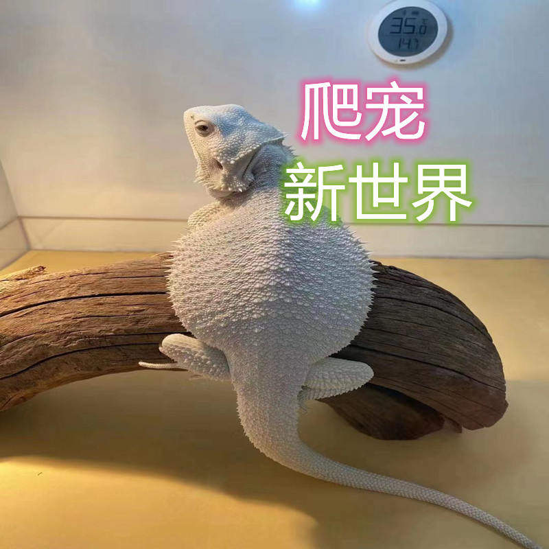 kin的爬宠大世界