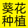 葵花种植基地