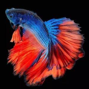 大白水族特价店