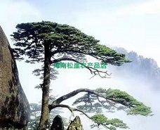 海南松崖农产品店