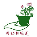 周劲松碗莲  小荷花微型莲花考槃苑