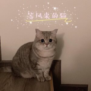 等风来的猫 店铺LOGO