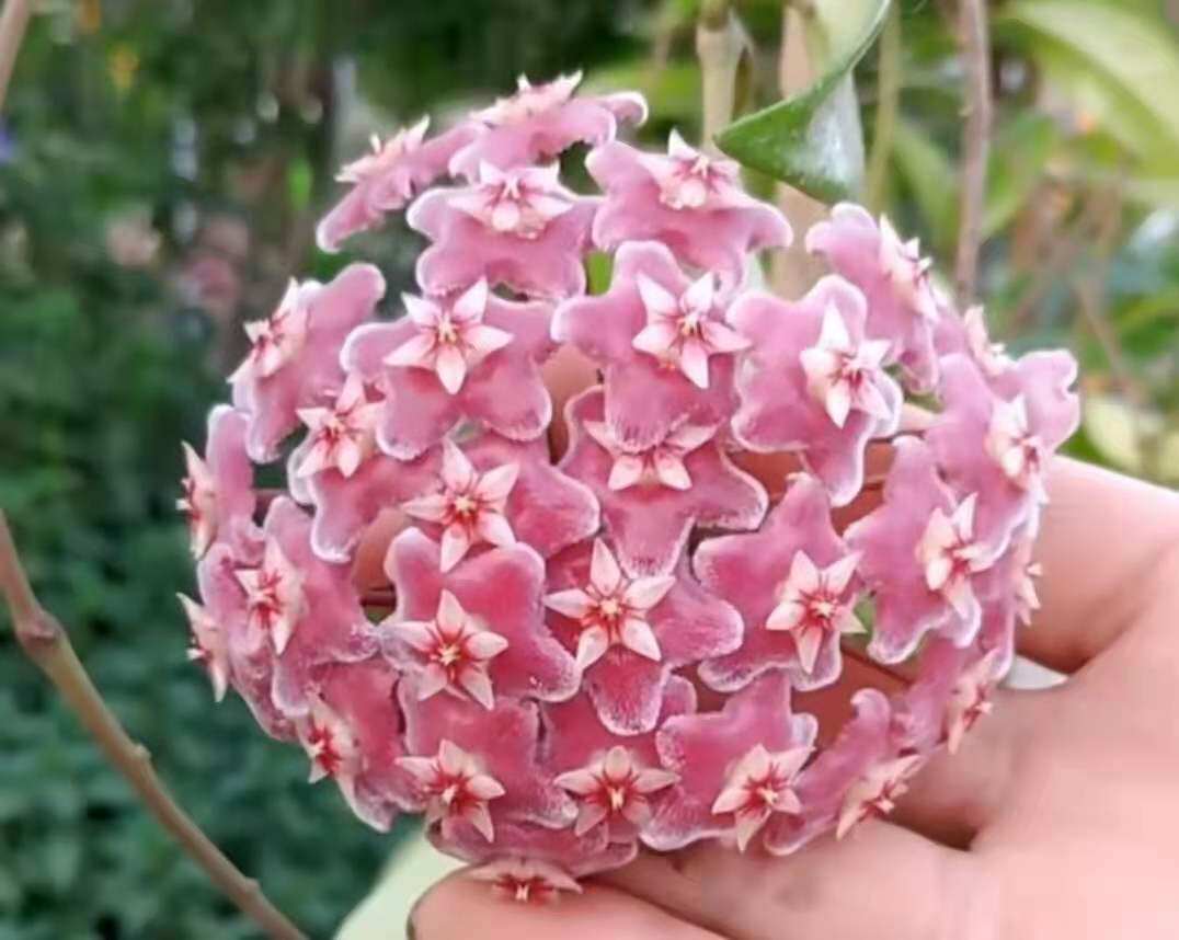 爱家花源