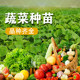 四季绿国蔬菜种苗