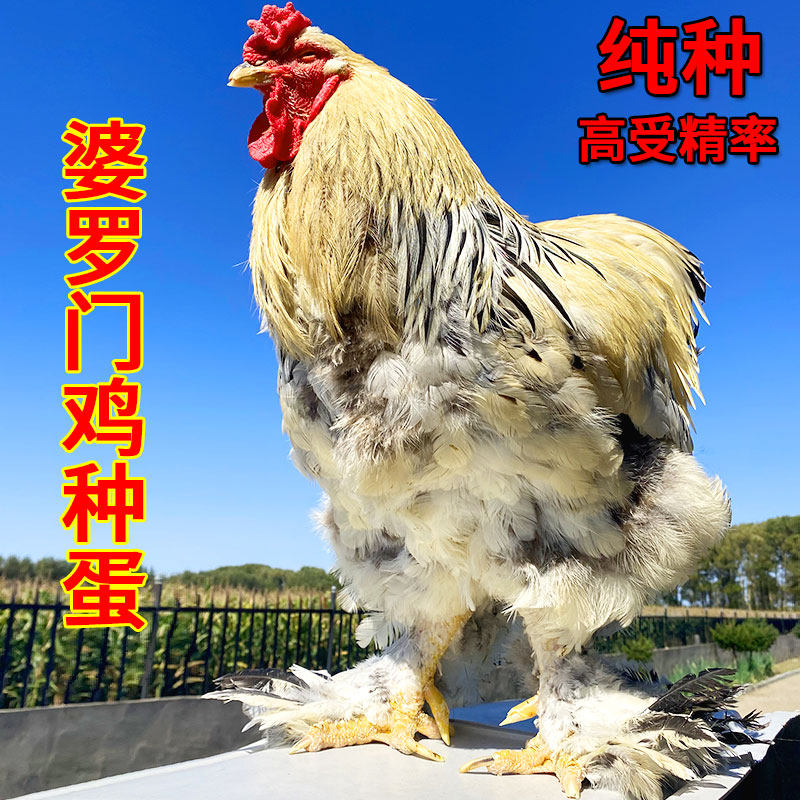 圆梦农庄