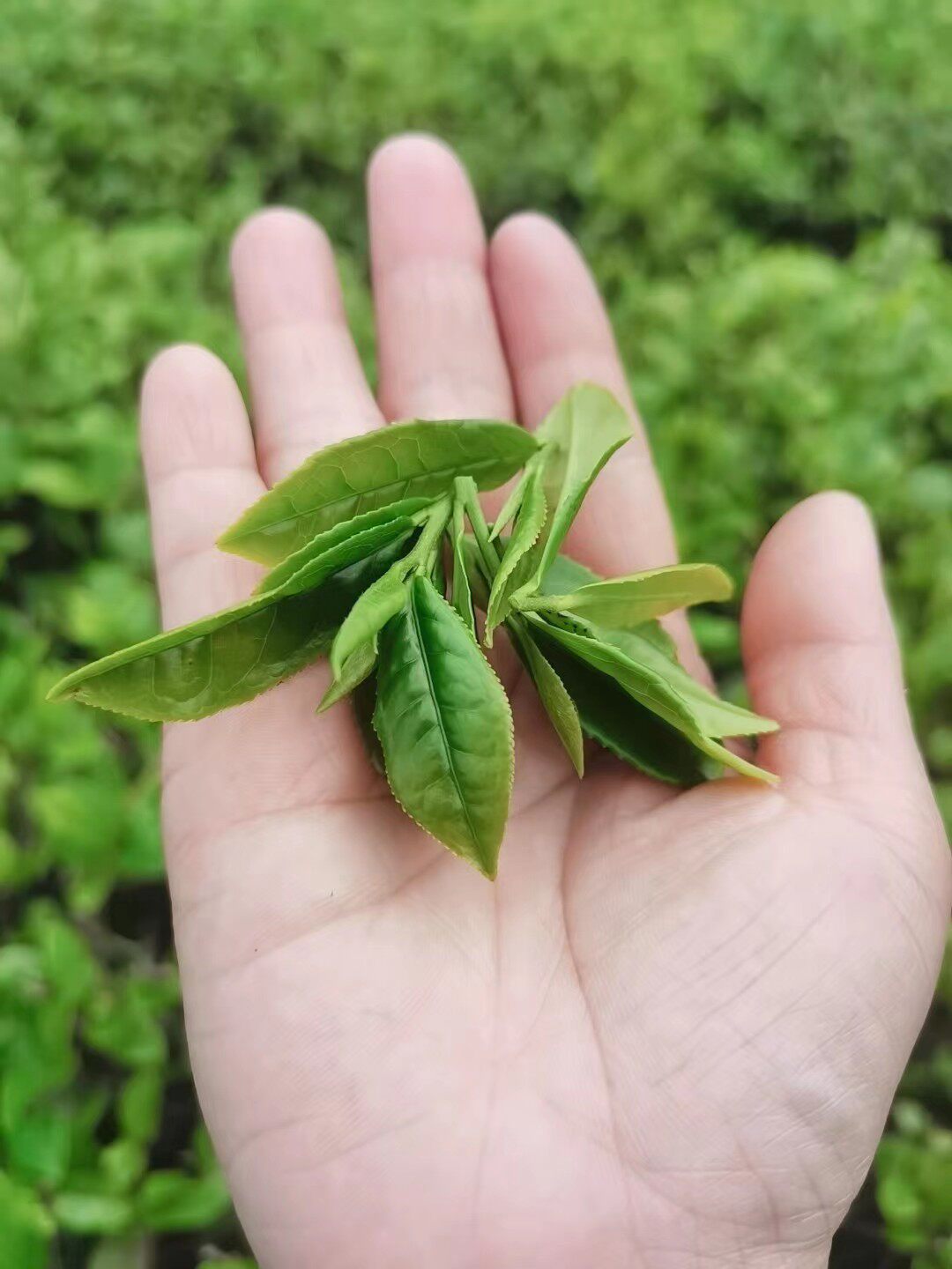 南岳衡山小小特产
