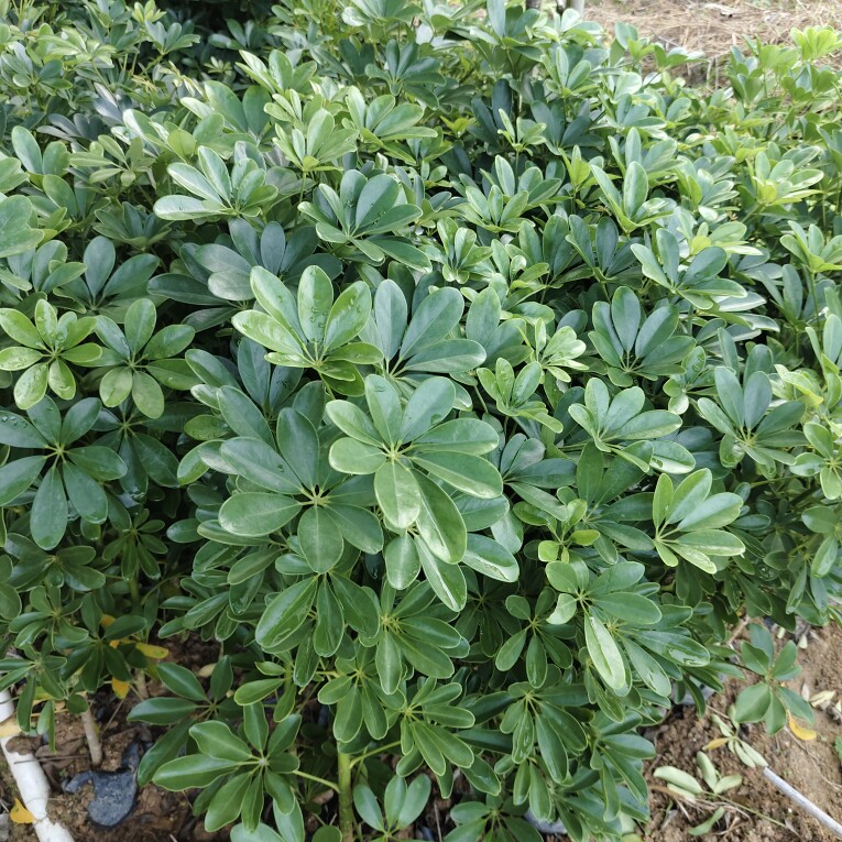 恒荣园林 经营苗木