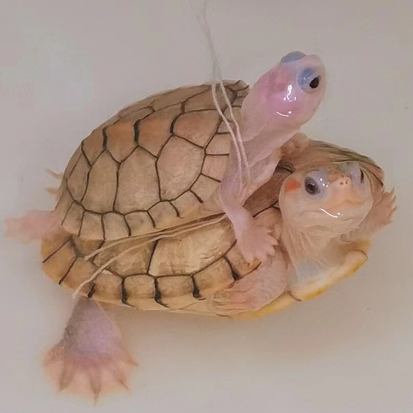 龟之年舍