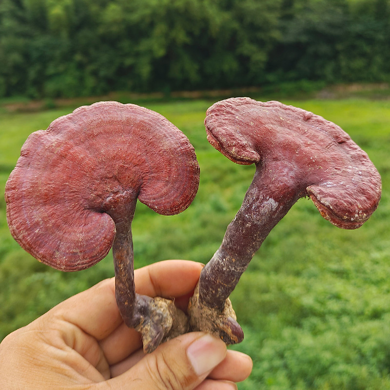 桃源人家土产山珍