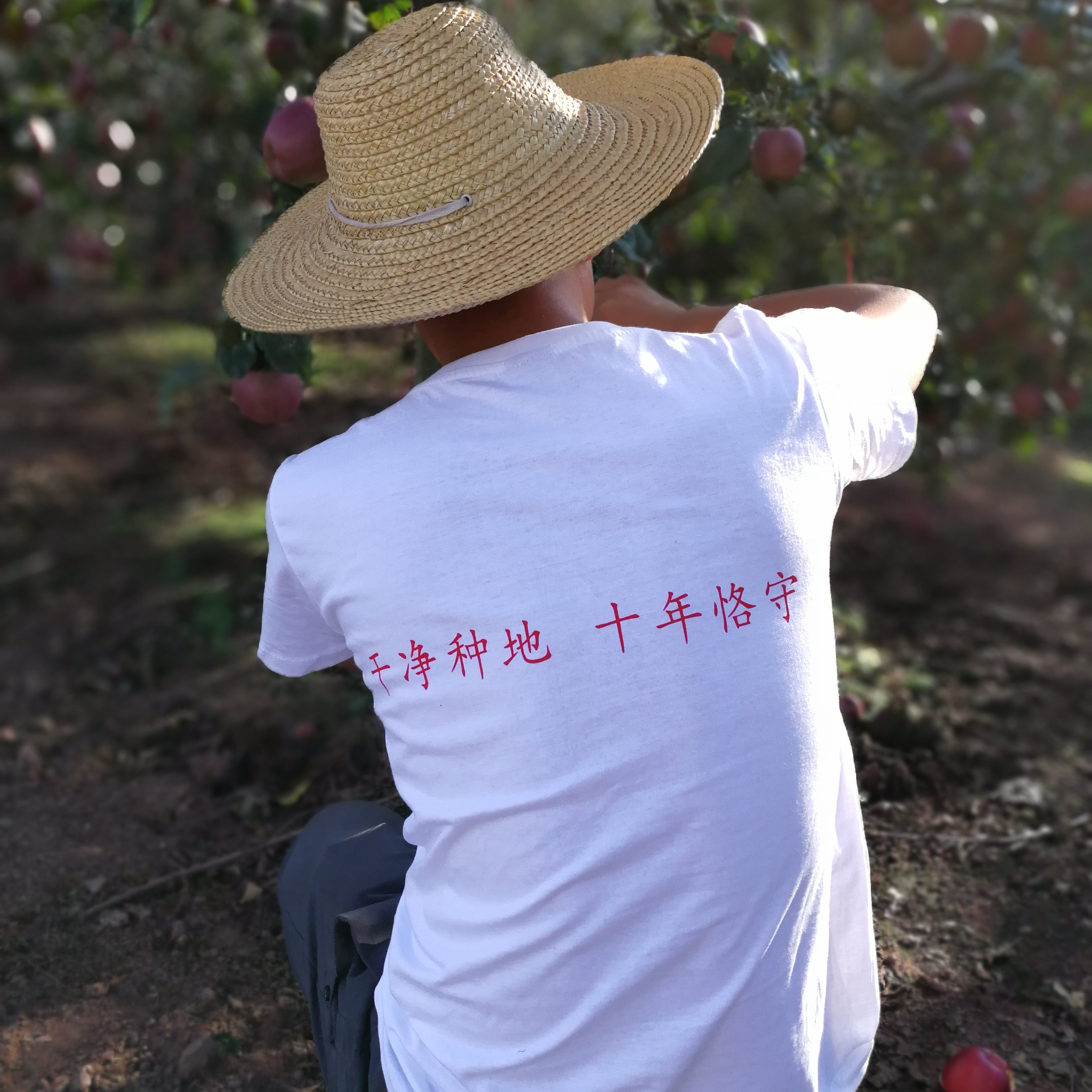 15年老店昭通果园直发糖心丑苹果店 店铺LOGO