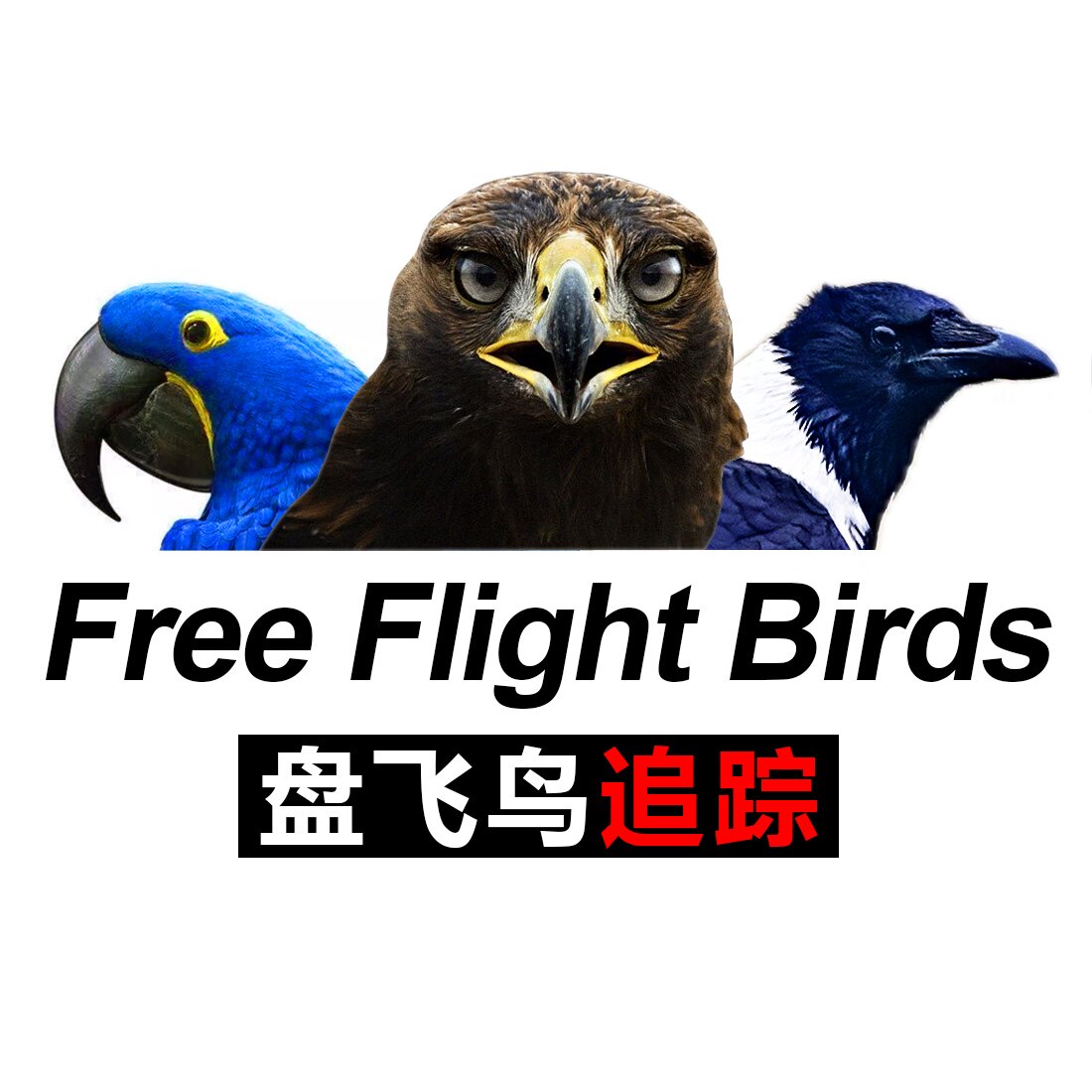 盘飞鸟