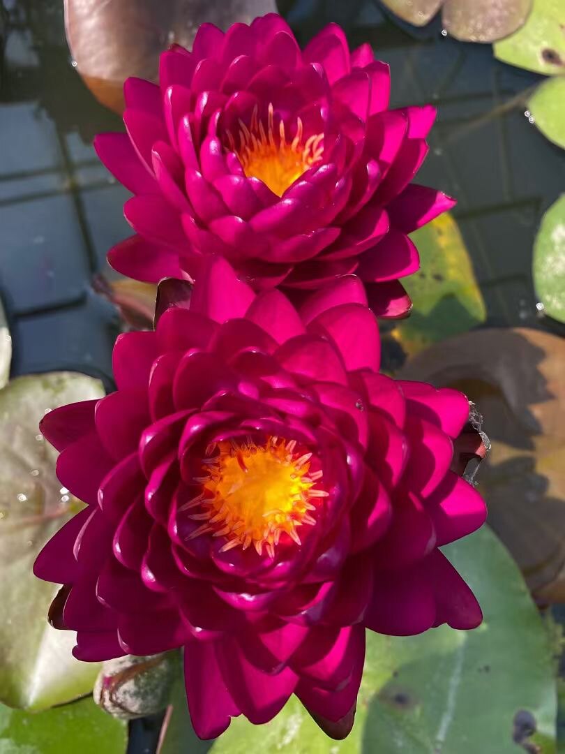 鑫源正品莲花苑