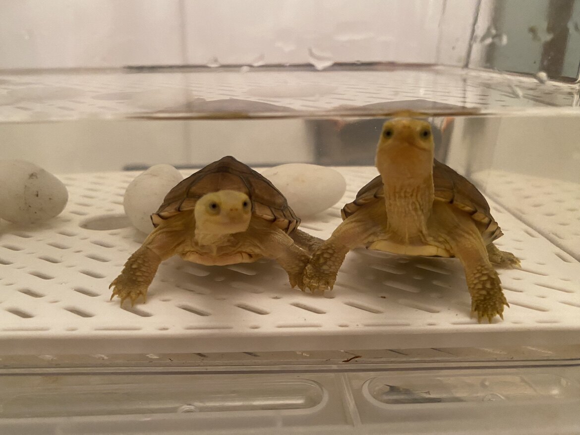 皖缘水产养殖