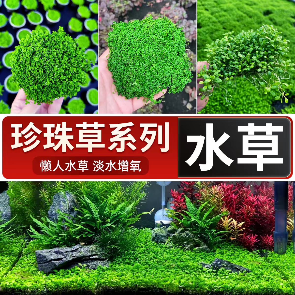 懒人水草优选