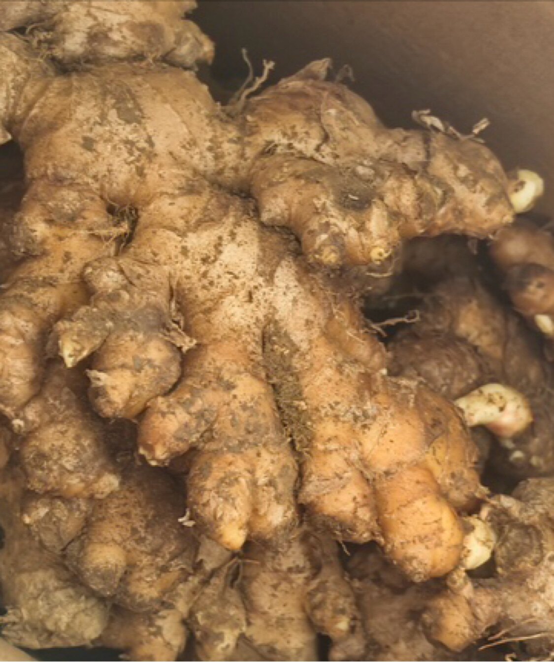 在小小的花园里面挖呀挖呀挖