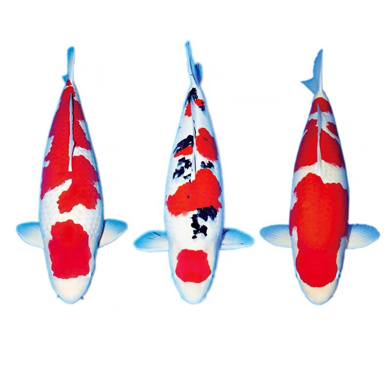 上海鱼缘水族用品