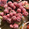 云南老桩多肉
