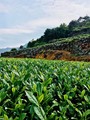 祥兴名茶行老茶农