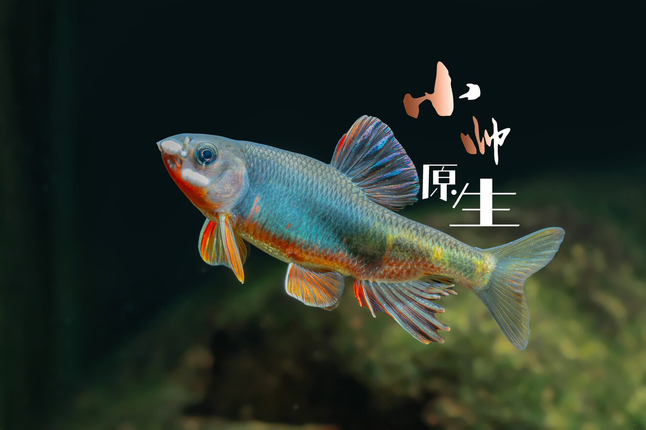 小帅原生