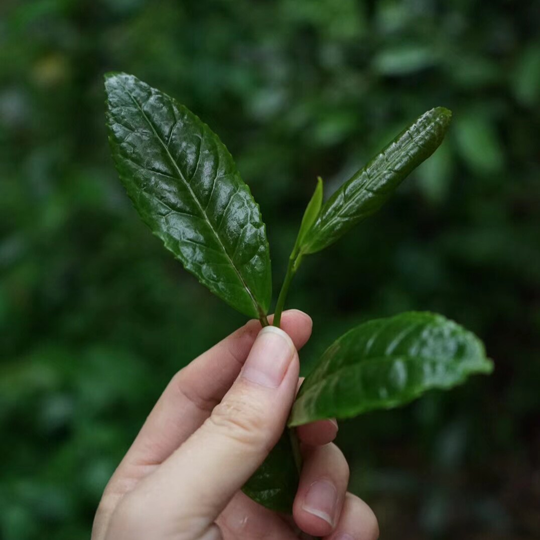 天源溪甄选茶铺