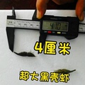 超大黑壳虾