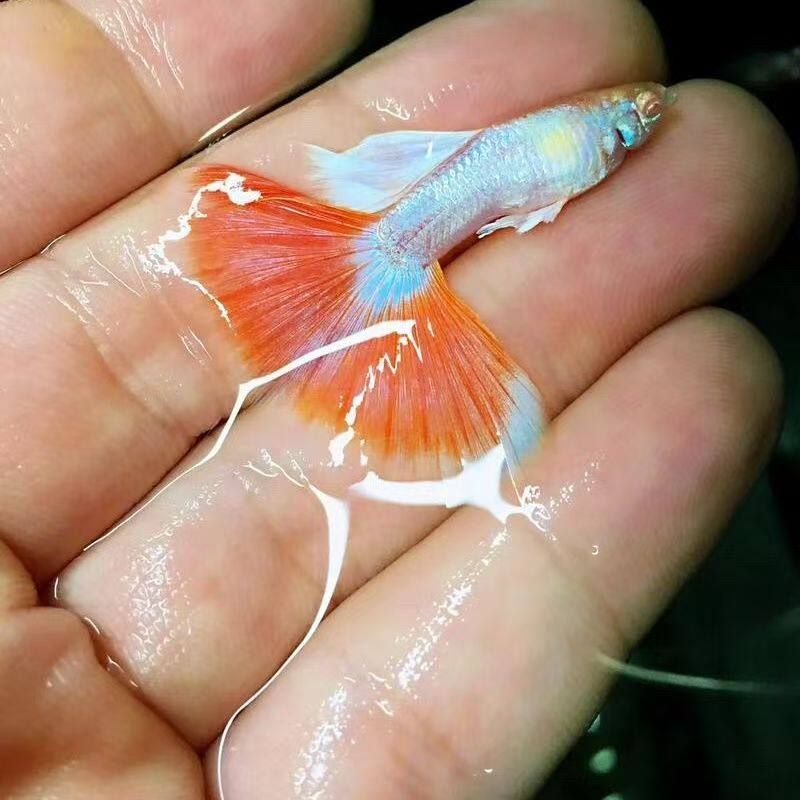 阳江蟹蟹有鱼