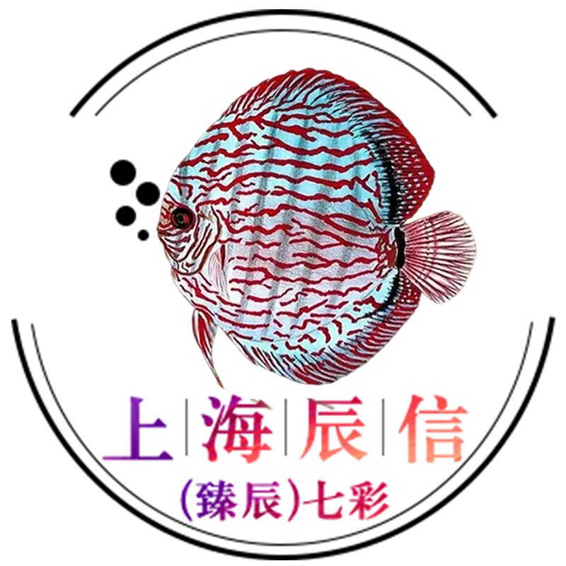 上海臻辰七彩神仙鱼