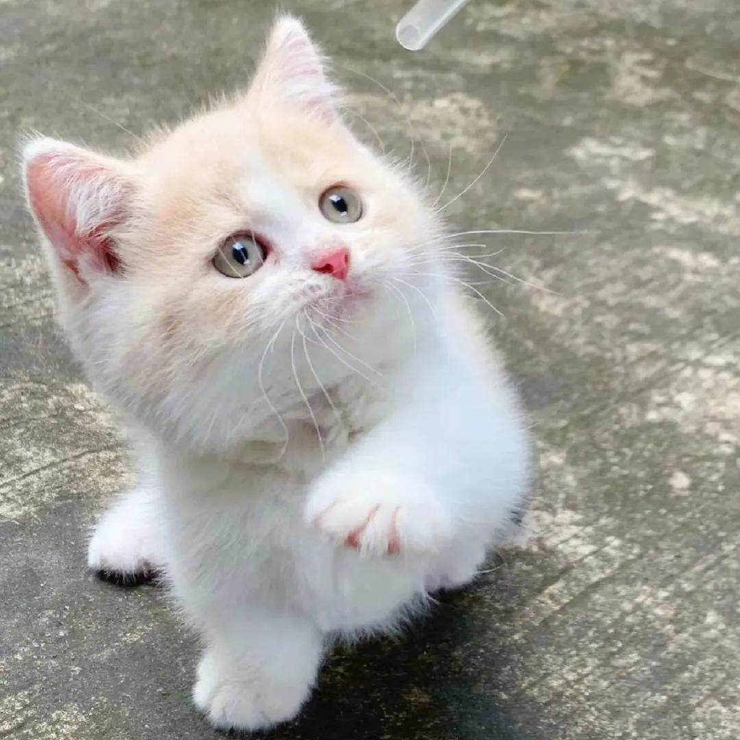 猫猫农场