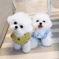 宠小吖宠物精品馆