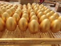 毅鑫金蛋