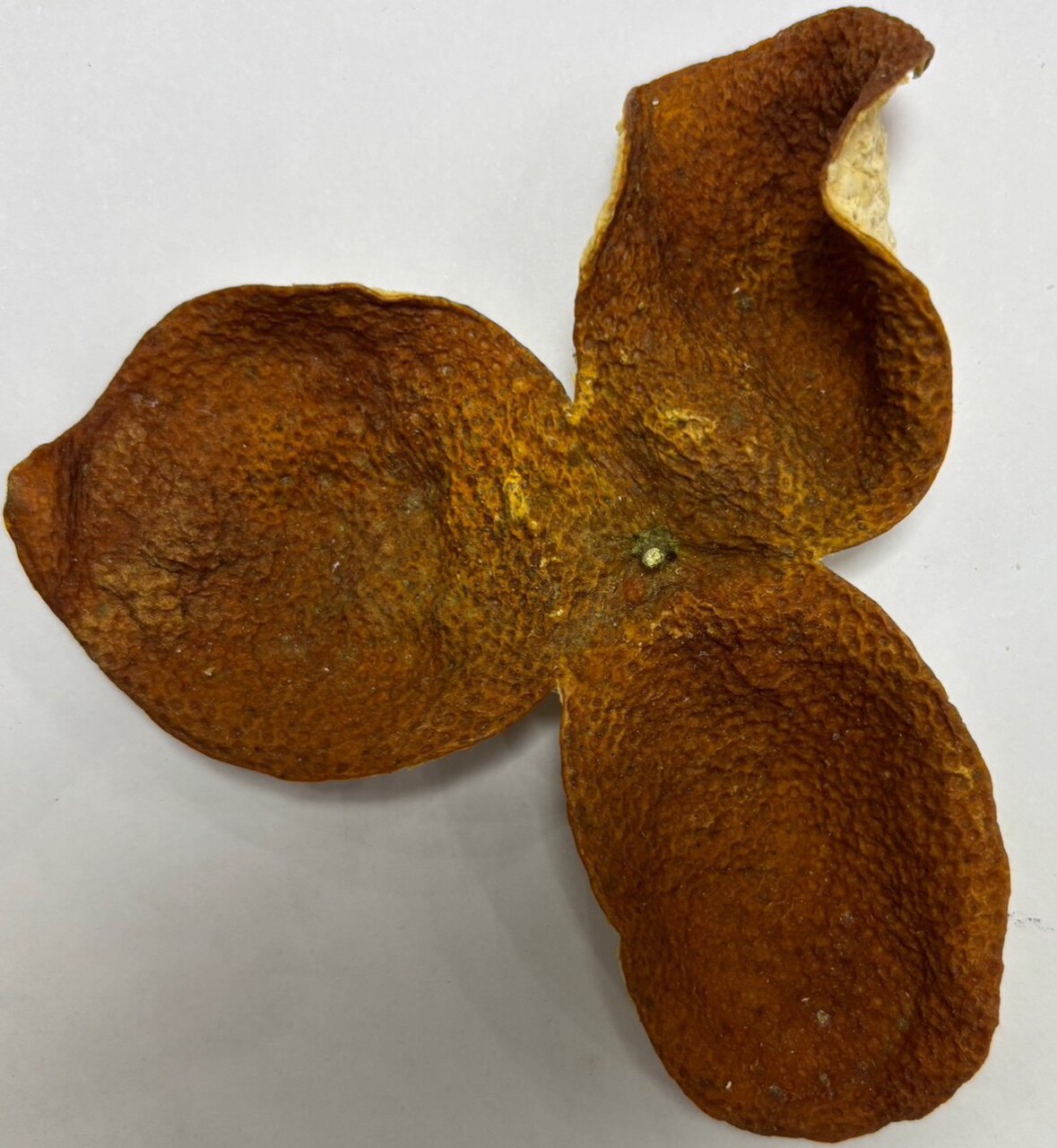 浦北长展老树陈皮