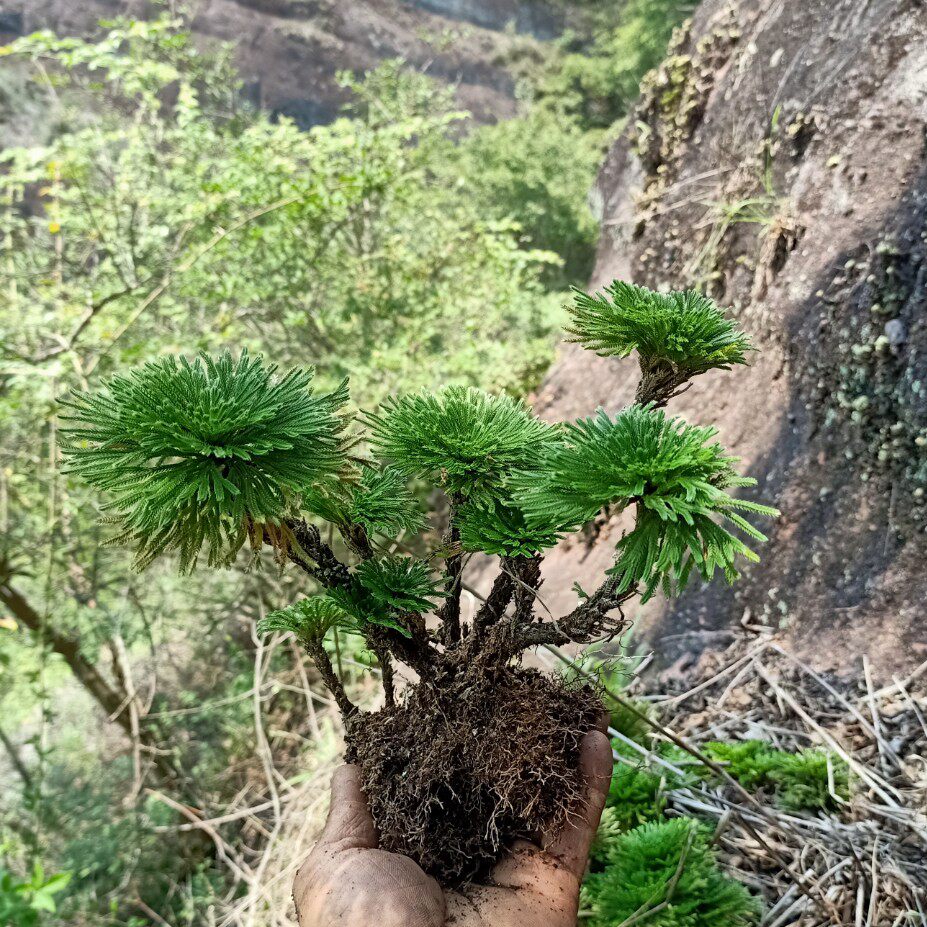华丽盆景基地