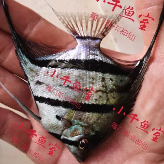 小千鱼室