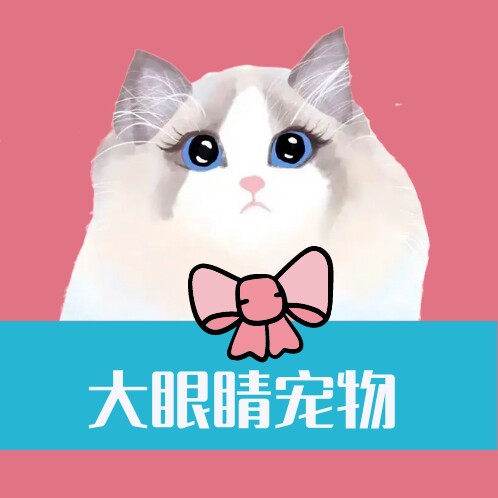 大眼睛宠物