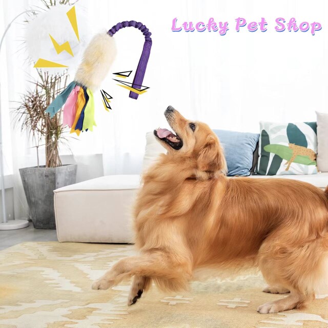 lucky pet shop