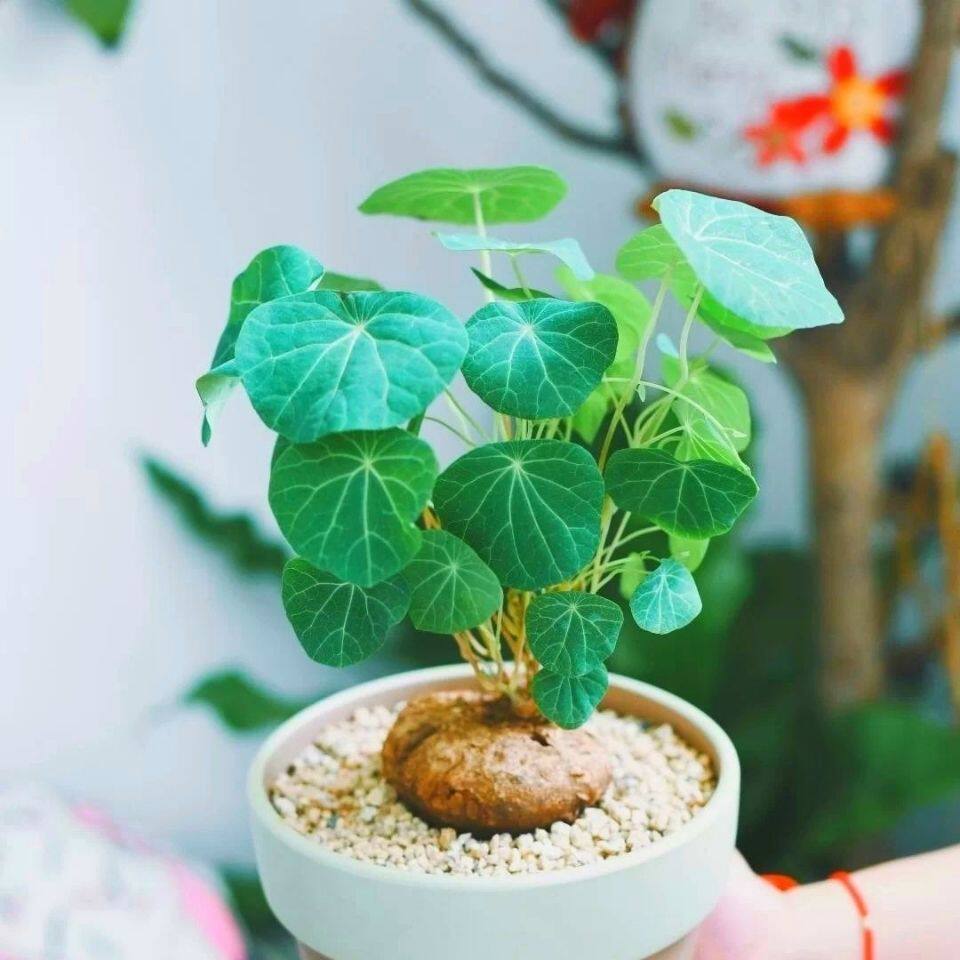 漫悠花坊