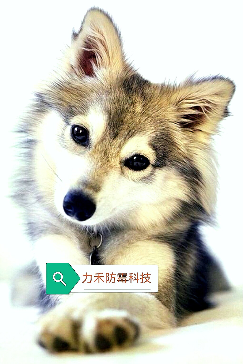 力禾防霉