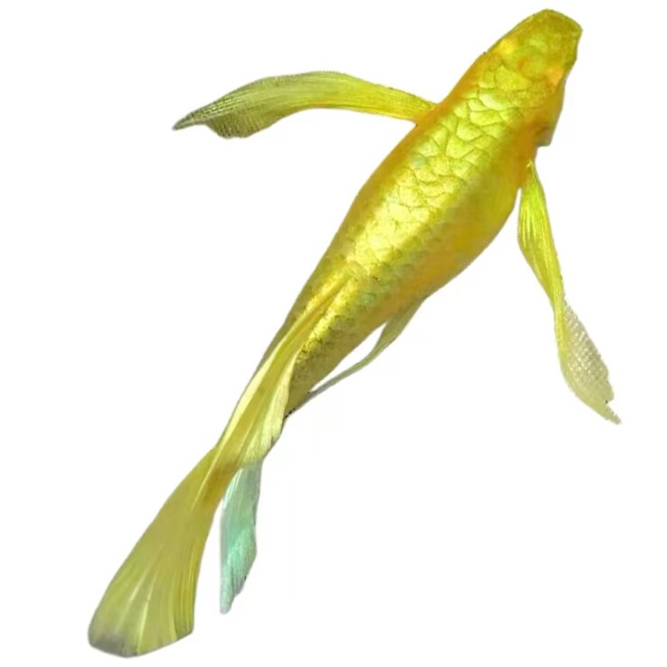 长江精品水族企业店