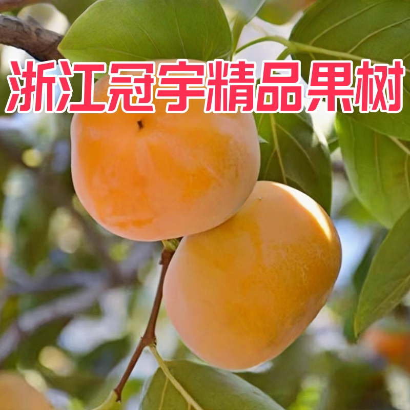 浙江金华冠宇精品果树