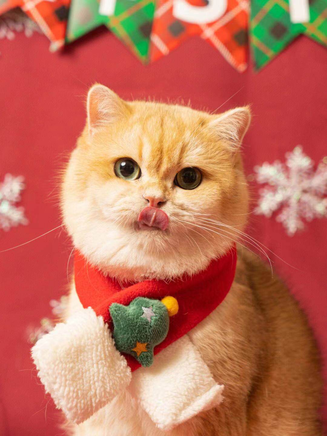 秋田猫寿司料理