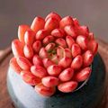 园艺优享